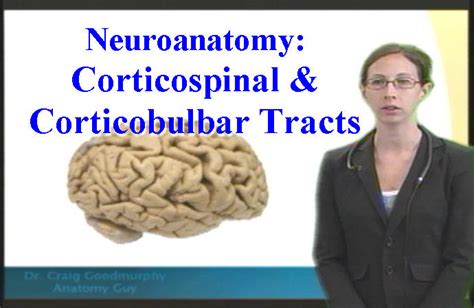 Neuroanatomy: Corticospinal & Corticobulbar Tracts - Anatomy Guy