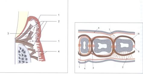 Gingival Fibers Diagram | Quizlet