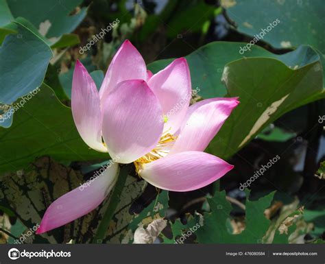 Closeup Shot Beautiful Sacred Lotus Nelumbo Nucifera Aquatic Plant Soft