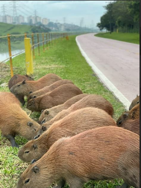 De Janeiro At Meados De Mar O Animais Foram Atropelados E Morreram