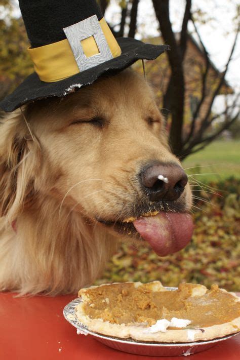 30 The Thankful Dog Canine Thanksgiving Ideas Dogs Dog Thanksgiving