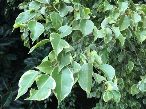 Ficus Benjamina Benjamin Fig