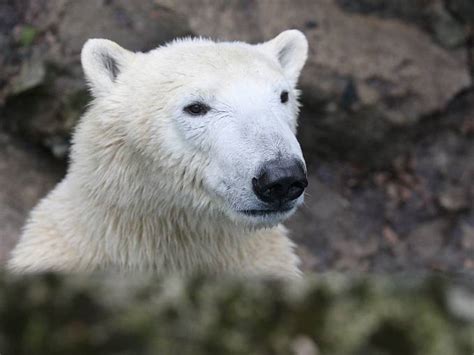 Šíp Narozeniny ledního medvěda Nanuka v brněnské zoo