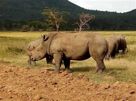 Nairobi National Park Half Day Game Drive Getyourguide