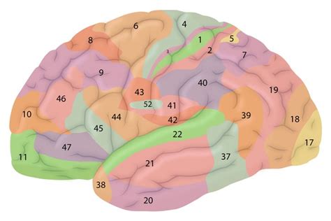 Brodmann Areas Anatomy And Functions Kenhub 53 Off