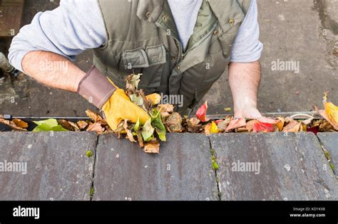 Clearing Gutters Blocked With Autumn Leaves Stock Photo Alamy