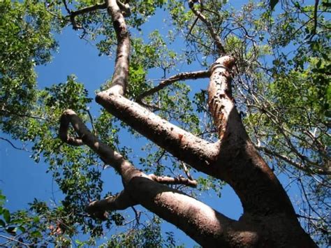 11 Florida Native Trees (Common & Rare Varieties)