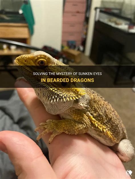 Solving The Mystery Of Sunken Eyes In Bearded Dragons Petshun