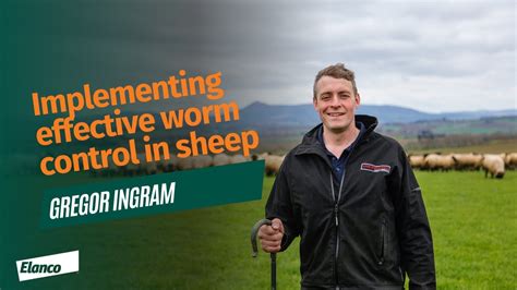 Implementing Effective Worm Control In Sheep Youtube