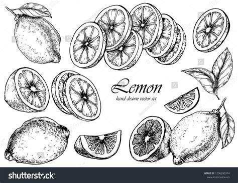 42,547 Lemon Black And White Vector Images, Stock Photos, 3D objects, & Vectors | Shutterstock