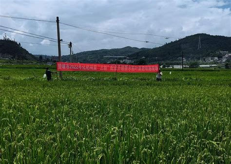 楚雄市集成示范推广化肥减量增效三新技术成效显著 楚雄彝族自治州农业农村局