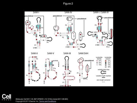 Prospects For Riboswitch Discovery And Analysis Ppt Download