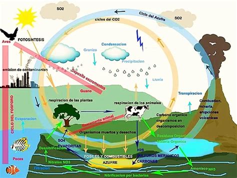 Los Ciclos BiogeoquÍmicos Tu GuÍa De Aprendizaje