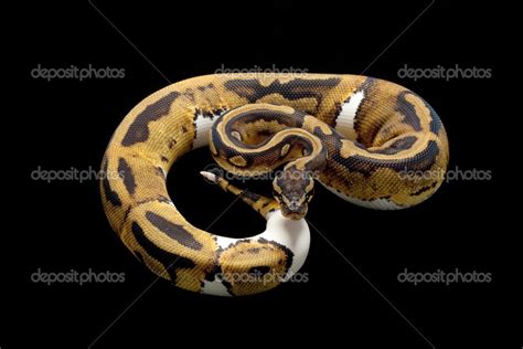 Piebald ball python Stock Photo by ©fivespots 25862383