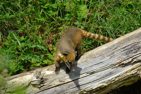 Fam Lia De Quatis Flagrada Atravessando Rodovia Em Blumenau Sc Anda