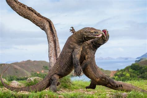 Komodo Dragons are Fighting Each Other. Very Rare Picture. Indonesia ...