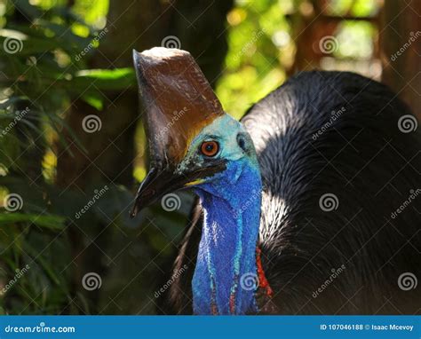 Cassowary stock photo. Image of beak, exotic, animal - 107046188