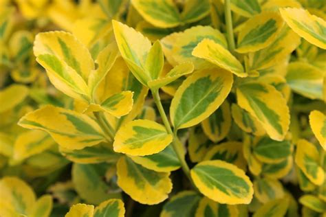 20130510 Day 130 Euonymus Fortunei Morgold Variegated Green And