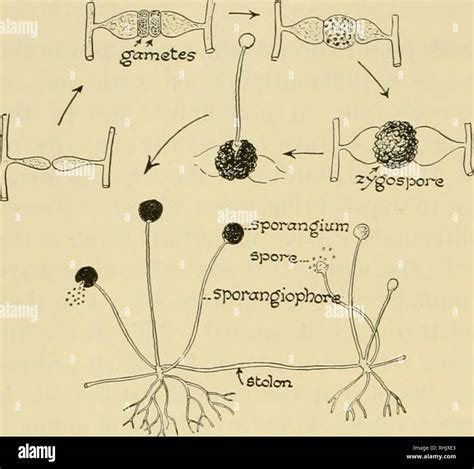 Rhizopus Life Cycle Diagram