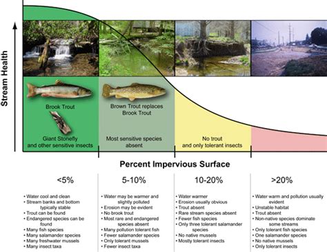 impervious surface impacts stream health