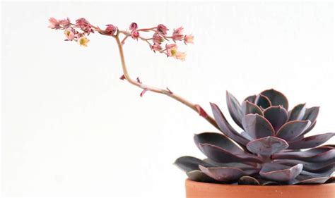 4 Ways How to Get your Indoor Succulents to Flower