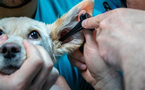 Tipos De Otitis En Perros Aprenda M S Sobre La Infecci N Del O Do