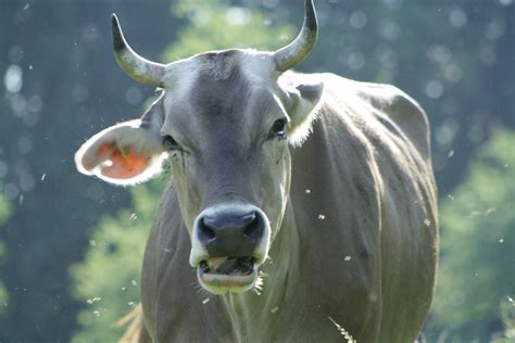 Free Images Meadow Summer Wildlife Horn Pasture Fauna Bull