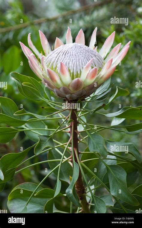 King Protea Protea Cynaroides Flower Stock Photo Alamy