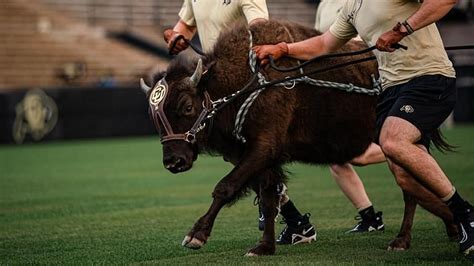 What Is CU Boulder's New Mascot?