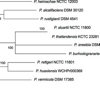 Maximum Likelihood ML Tree Based On Single Nucleotide Polymorphisms