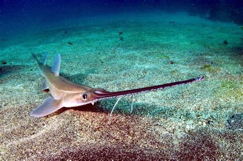 Saw Shark – "OCEAN TREASURES" Memorial Library