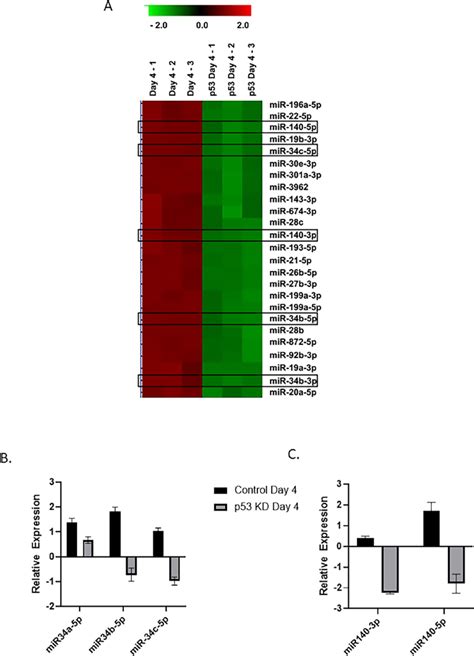 Aa Microrna Expression Profile In Differentiating Osteoblasts With And