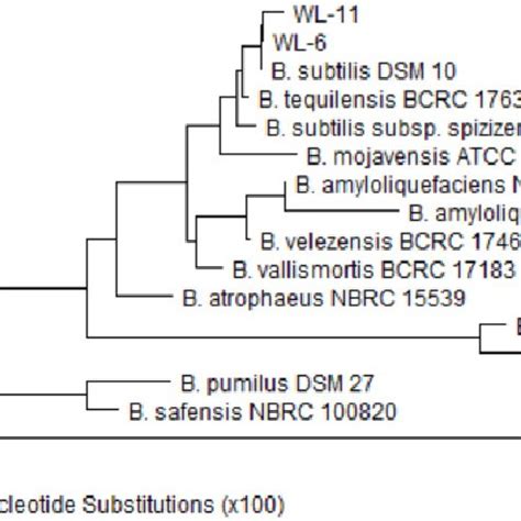 Phylogenetic tree based on 16S rRNA gene sequence comparisons ...