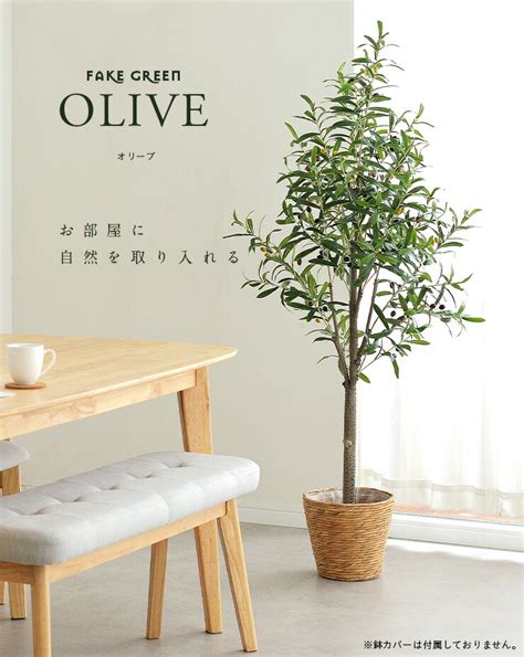 【楽天市場】【50名限定割引クーポン配布】 人工観葉植物 フェイクグリーン Oliveオリーブ Grn 17 H152cm 人工植物