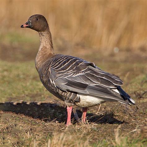 Anser Brachyrhynchus Pink Footed Goose Sighted 02172018