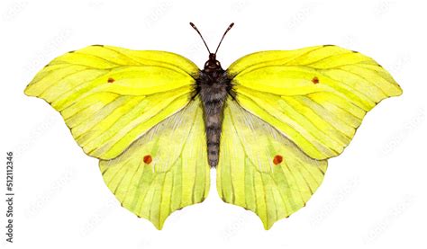 Watercolor The Common Brimstone Butterfly Gonepteryx Rhamni Isolated