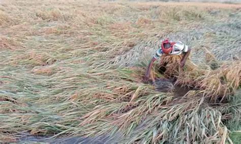 Paddy crops submerged in rain water மழநரல மழகய நறபயரகள