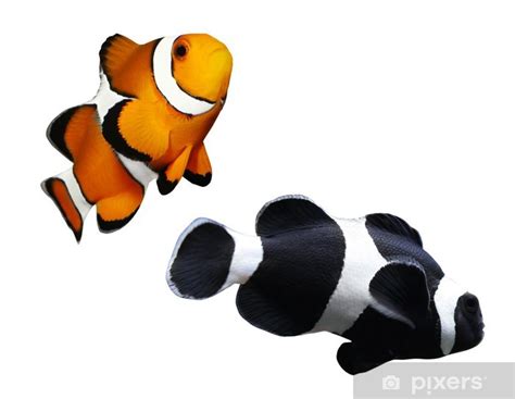 Papier Peint Poissons De R Cifs Tropicaux Poisson Clown Amphiprion