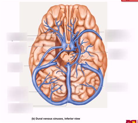 Venous Drainage Of The Brain Inferior View Diagram Quizlet