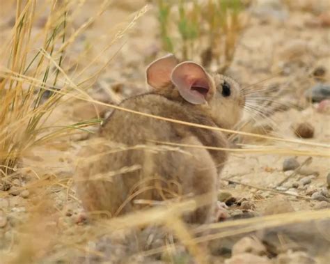 Bushy-Tailed Woodrat - Facts, Diet, Habitat & Pictures on Animalia.bio