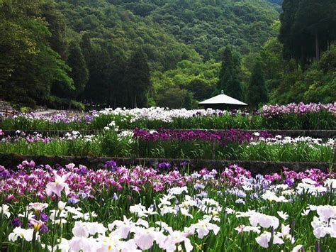 Japanese Flower Garden Wallpapers - Top Free Japanese Flower Garden ...