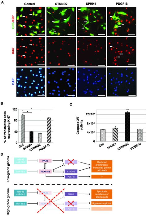 Interaction Between Transcription Factors Pax6pax6 5a And Specific