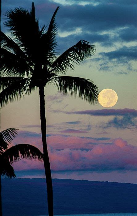 Pin By Lois Bryan Photography And Dig On Beautiful Art Found Around The Net Palm Tree Sunset