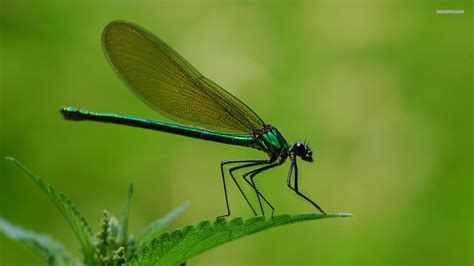 Dragonfly wallpaper | 1920x1080 | #3688