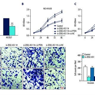 Zeb As Aggravated Malignant Phenotypes Of Nsclc By Suppressing Pten