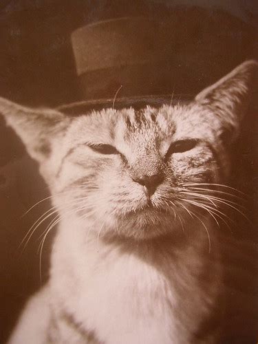 cats and grrrls: Vintage Cat Postcards