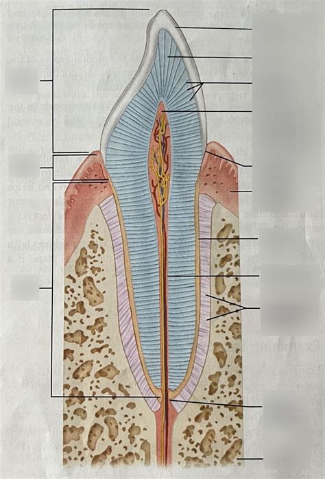 Longitudinal Section Of Tooth Diagram Quizlet