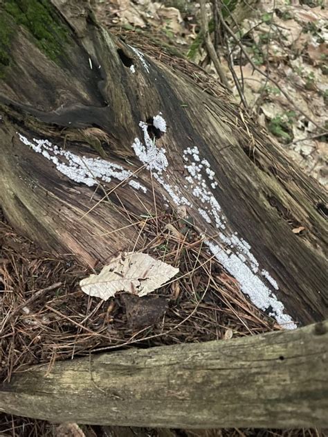 What Is This Is It Mycelium Rmycology