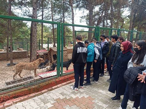 Hazırlık A Sınıfı ve Çevre Koruma Kulübü Öğrencileri Barınak Hayvanları