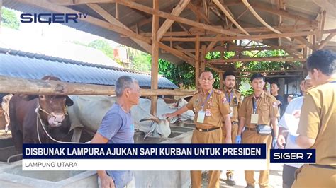 Disbunak Lampura Ajukan Sapi Kurban Untuk Presiden Youtube